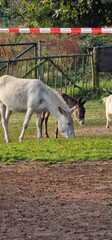 Fototapeta premium donkeys on a farm 