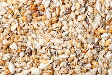 Background of seashells, top view composition