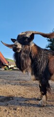 goat (Capra hircus) is a domesticated species of goat-antelope typically kept as livestock. It was...