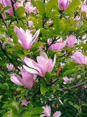 Large magnolia flowers pink blooms and green leaves. Spring blossom magnolia tree branches closeup. Delicate pink flower buds on lush foliage greenery background. Spring April nature awakening vibes.