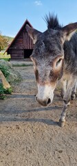A donkey, commonly found at farms, is a domesticated member of the horse family known for its distinct characteristics. Donkeys are sturdy, medium-sized animals with a robust build, long ears, and a s