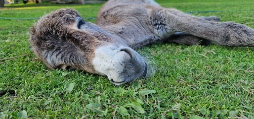 A donkey, commonly found at farms, is a domesticated member of the horse family known for its distinct characteristics. Donkeys are sturdy, medium-sized animals with a robust build, long ears, and a s