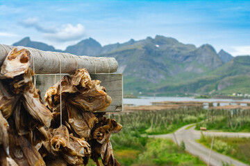 Hanging codfish on racks for drying in the sun and wind in Skjelholmen, Ramberg, Lofoten islands,...