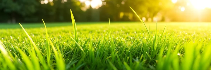 Fotobehang Green grass and sunlight. Field of grass and sunlight background banner. © Adam