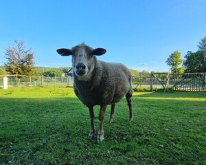 Ovis aries Sheep or domestic sheep are domesticated, ruminant mammals typically kept as livestock. Although the term sheep can apply to other species in the genus Ovis, in everyday usage it almost alw