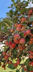 Malus sylvestris, the European crab apple, is a species of the genus Malus, native to Europe. Its scientific name means 