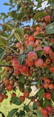 Malus sylvestris, the European crab apple, is a species of the genus Malus, native to Europe. Its scientific name means "forest apple" and the truly wild tree has thorns
