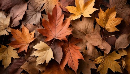 Obraz premium Colorful autumn leaves on the ground.