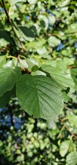 Obraz premium late summer forest
