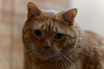 Beloved, beautiful, no longer young, my cat. © J.M.C. Foto