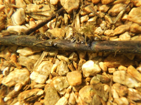 The zebra mussel is a small freshwater mussel. The species originates from the lakes of southern Russia and Ukraine, but has been accidentally introduced to numerous other areas and has become an inva