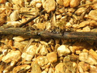 The zebra mussel is a small freshwater mussel. The species originates from the lakes of southern Russia and Ukraine, but has been accidentally introduced to numerous other areas and has become an inva