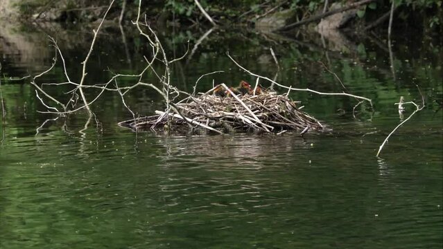 coot with chicks and ducklings on a lake in spring