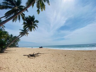 trees on the beach
