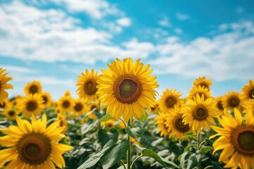 Fototapeta premium A vast expanse of sunflowers stretching towards the horizon, blooming vibrantly under a clear blue sky, A wide expansive sunflower field under a clear blue sky, AI Generated