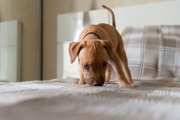 Pitbull dog, puppy, sniffing the cloth of a bed. Pet naughty and curious.