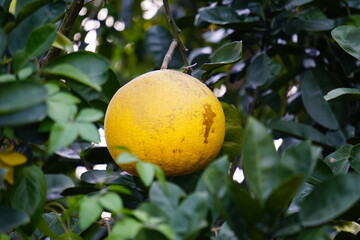 Close-up of pomelo on the tree
