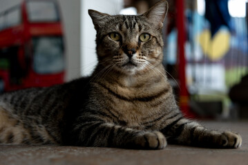 Naklejka na ściany i meble A dark brown cat, sitting, looking seriously at the camera.