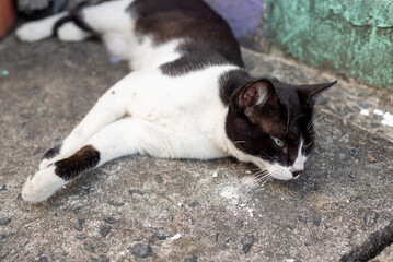 Tabby kitten lying on the sidewalk, calmly, looking to the side.