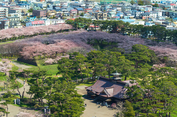 full bloom Japanes Cherry blossoms in Goryokaku Castle or Hakodate Castle as star shaped fort, Hokkaido, Japan  - View from the observatory of Goryokaku Tower. - 737230516