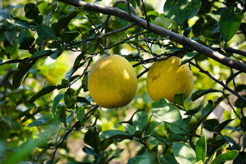 Close-up of pomelo on the tree