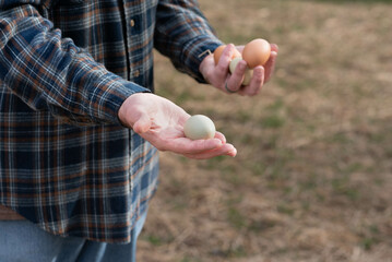 Male farmer collecting fresh, heirloom chicken eggs from the straw.