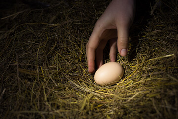 egg in the hay
