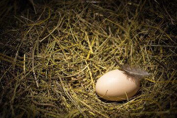 egg in the hay © vandame