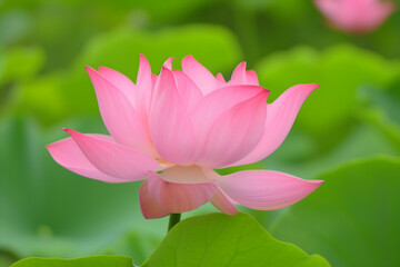 Pink lotus flower in full bloom, set against a lush green backdrop of lotus leaves, radiates a feeling of serenity and growth