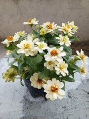 Obraz premium White Dwarf Zinnia Flowers Background