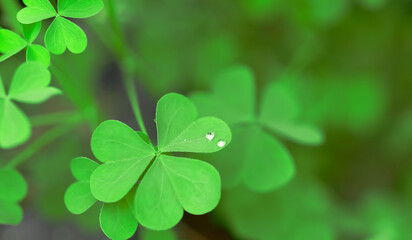 Green clover background. Leaves with water droplets. Banner