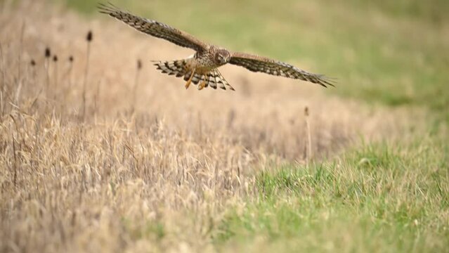 Slow Motion 4k video of a Northern Harrier flying and landing