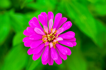 Fototapeta premium Pink Zinnia Bloom