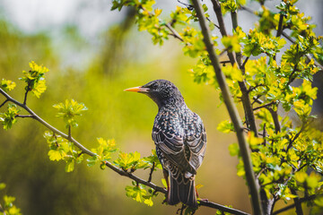 Bird sitting on a branch. Starling on a beautiful spring day. Bird portrait on a green background