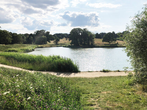 Pond in green park, forest. real photo of a beautiful green park, river and pond.