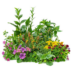 plant and flower garden PNG transparent background 