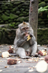 monkeys eating, macaques in natural habitat