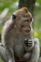 monkeys eating, macaques in natural habitat