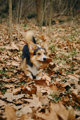 Charming puppy Welsh Corgi Pembroke tricolor is playing in the autumn park with fallen leaves. A happy carefree pet dog, cheerful mood.