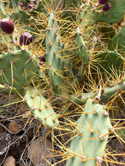 Prickly pear cactus on a hiking trail from Arona to mountain Rocke del Conde on Tenerife. 