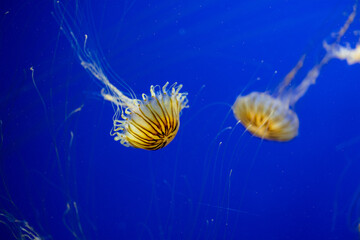 Jelly fish in the zoo park