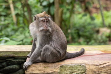 macaque sitting against the background of the jungle. The monkey looks thoughtfully. Behavior of Monkeys in their natural habitat. Monkey forest in Ubud.