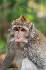 macaque sitting against the background of the jungle. The monkey looks thoughtfully. Behavior of Monkeys in their natural habitat. Monkey forest in Ubud.