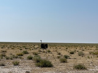 Sossusvlei and sand dunes in the Namib Desert of Namibia