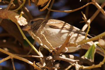 Hembra de gorrión comun (Passer domesticus) entre ramas de arbusto en El Campello, España