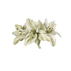 Obraz premium Watercolor composition of white lily flowers. For postcards, invitations, flyers, websites, flower stores, labels, packaging, wrapping paper.