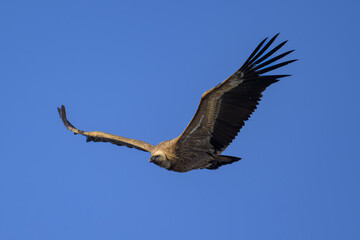 Buitre leonado en la Sierra de Guadarrama en Madrid