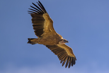 Fototapeta premium Buitre leonado en la Sierra de Guadarrama en Madrid