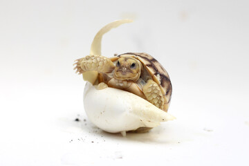 Africa spurred tortoise being born, Tortoise Hatching from Egg, Cute portrait of baby tortoise hatching,Cute small baby African Sulcata Tortoise in front of white background,,Cute animal