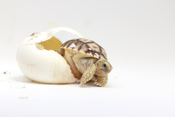 Africa spurred tortoise being born, Tortoise Hatching from Egg, Cute portrait of baby tortoise hatching,Cute small baby African Sulcata Tortoise in front of white background,,Cute animal